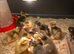Indian runner duck fertile hatching eggs