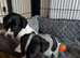 3 male Jack russell x pups