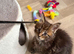 Maine Coon Registered TICA