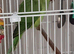 3 month indian ringneck.