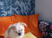 Sweet 4 month old puppy X Lasa Chowiwa