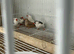 Stunning pied zebra finches