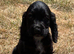 Stunning show type cocker spaniel girl puppy