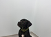 Female cane corso puppy