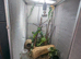 Crest gecko