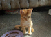 Male ginger cat