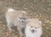 Adorable pomeranian puppies