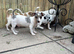 Jack Russel x Chihuahua