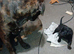 Cane corso x rottwieller pup