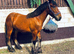 Trait du Nord x Shire/Cob