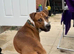 Hooch