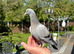 Racing pigeon