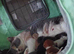 Exceptional quality British shorthair kittens