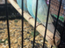 Baby budgies