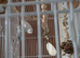Breeding pair of parrotlets