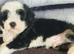 Stunning Tibten Terrier Boy