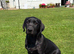Black Labrador Dog pup
