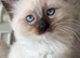 Beautiful Pure Ragdoll Kittens &ndash; Healthy, Loving & Ready for Their Forever Homes
