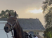 For sale mister 5yo gelding ridden by my 10 years old son