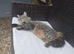 Female cat needing rehoming asap