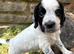 KC Health tested working Cocker Spaniels