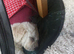 Gorgeous Poochon