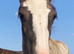 Gorgeous mare and foal together or at weaning