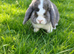 Mini lop adult girl