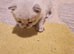 Ragdoll kitten