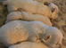West Highland terrier puppies for sale!