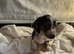 Miniature dachshund ready to leave