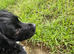 Beautiful loving one year old female