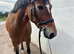 Absolutely superb 5yr Connemara mare