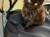 Ragdoll X British Short hair female kitten