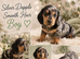 Last girl miniature dachshund!