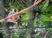 Colony of gouldians for sale