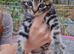 Beautiful kittens looking for new home ipswich