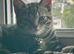 Tabby kitten