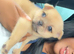 Meet Simba - Our Gorgeous 8-Week-Old Pomeranian × French Bulldog Puppy