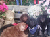 Beautiful cockapoo F1b puppies