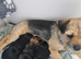 Border terrier puppies