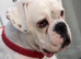 Gorgeous puppies for sale In Gainsborough