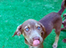 READY Siberian Husky Shepherd x Weimaraner Boys