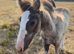 Gorgeous mare and foal together or at weaning