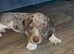 Stunning male puppy's