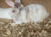 New Zealand x lop buck