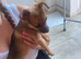 Girl left Jack Russell cross Pomeranian