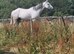 OTTB flea bitten grey mare