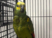 Hand Reared Baby Blue Fronted Amazons