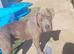 Gentle giant staff x cane corso